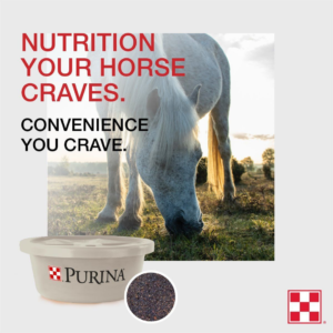Consistent Nutrition and Seasonal Fly Control for Horses