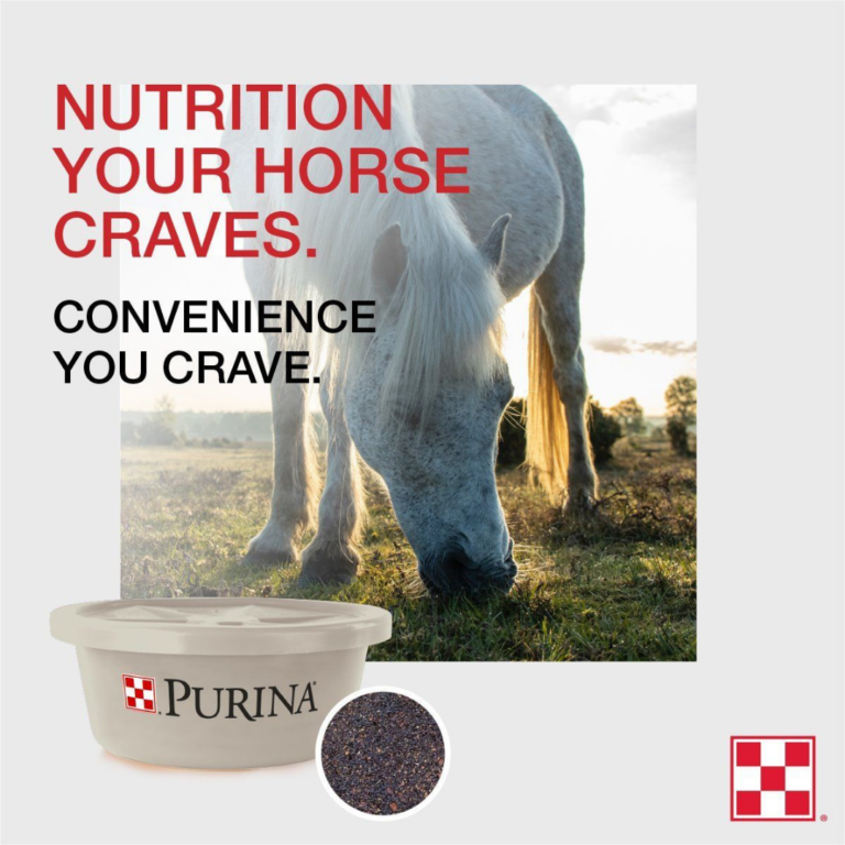 Consistent Nutrition and Seasonal Fly Control for Horses Steinhauser's