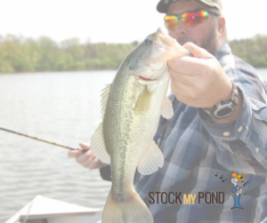 Stock My Pond