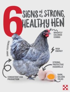 Healthy Flock