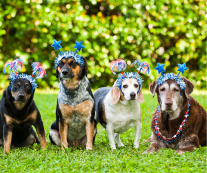 Closed July 5th - photos of four dogs wearing red white and blue 