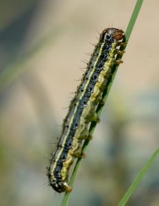 Armyworm in Texas