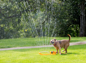 Dog Playing in Water Sprinkler. Preventing heat stroke in pets.