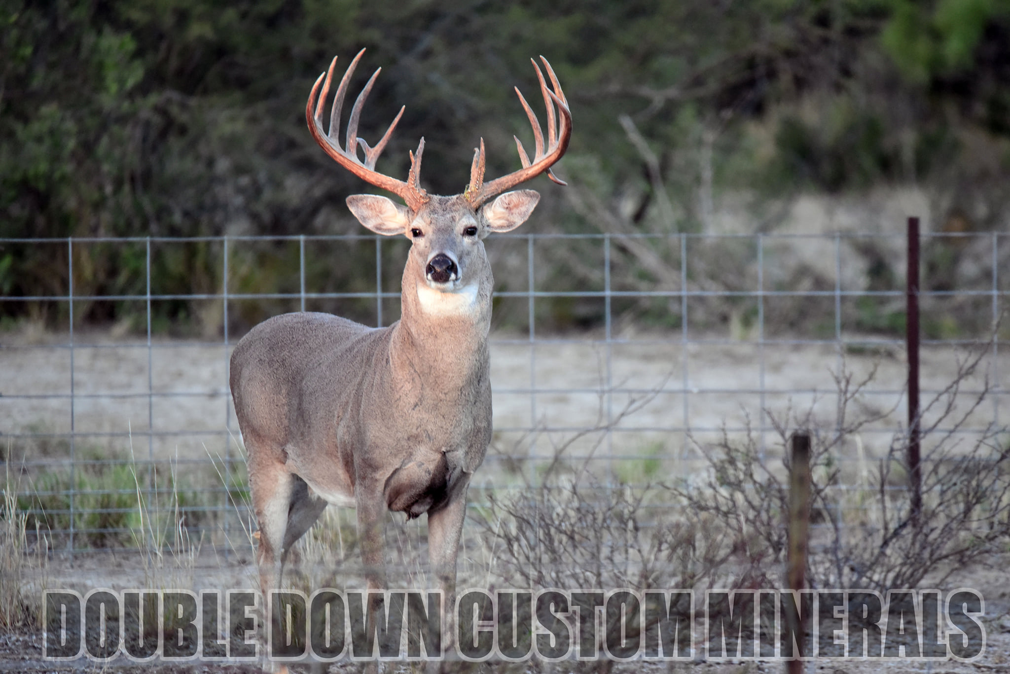 Double Down Deer Feed