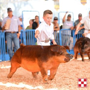 show pig in the ring