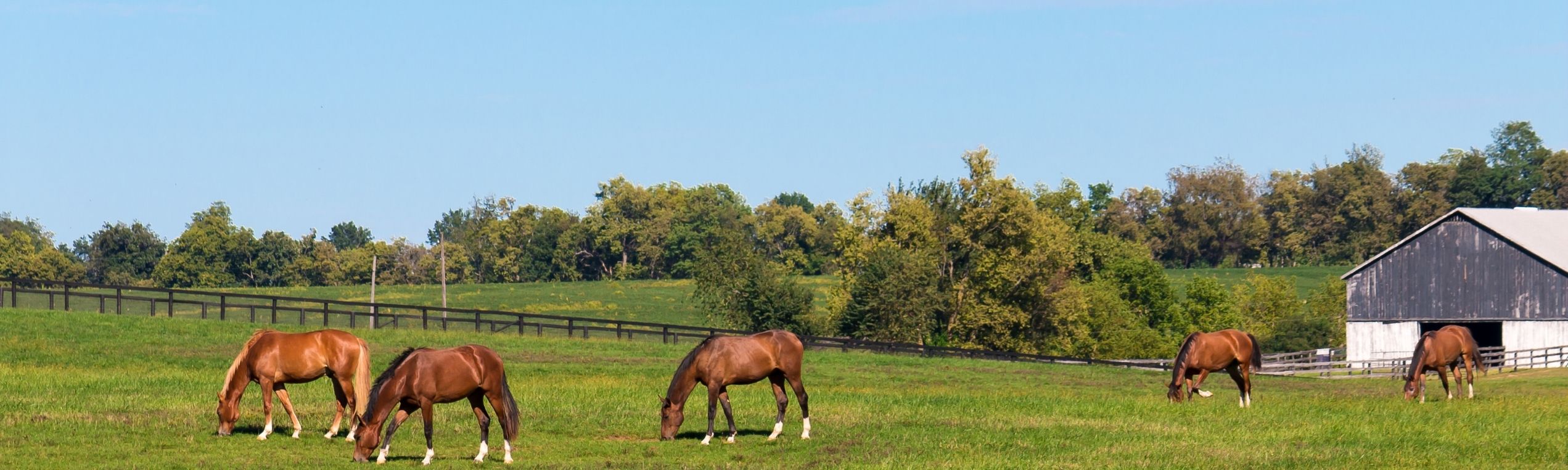 Horse Health & Hay Analysis Event at Steinhauser’s in Sealy