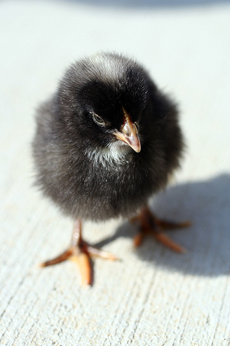 Barred Rock Baby Chick