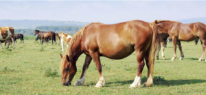 Omega-3 Fatty Acids Benefit Foaling Mares