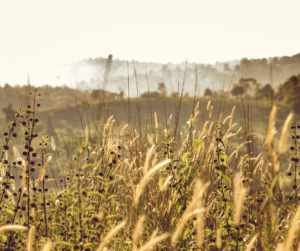 weed control