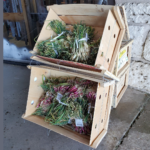 Green and Red Onion Sets