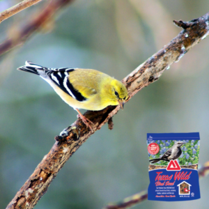 Attract Beautiful Birds this Spring