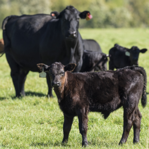 Cattle Condition and Comfort: Your Keys to Fall Calving