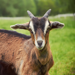 Tips for Managing and Feeding Goats in the Fall