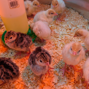 Richmond Store Flock Talk: picture of several baby chicks by a feeder