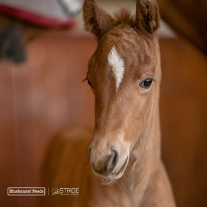 Blue Bonnet's Intensify Growth & Development feed: picture of a baby horse