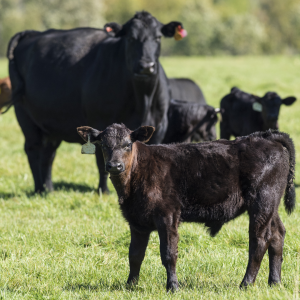  Focus on Your Pastures This Year, photo of cattle in pasture