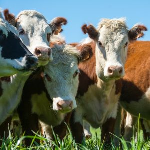 Common Agricultural Antibiotics Now Require Prescription. Cattle