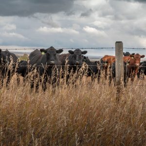 The Importance of Fall Pasture Management: photo of cattle fenced in a pasture.