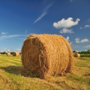 5 Essential Tips for Harvesting High-Quality Hay: photo of hay bale in field.