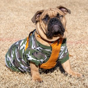 Keeping Pets Safe During Hunting Season: photo of a chubby pug wearing a camouflage print vest.