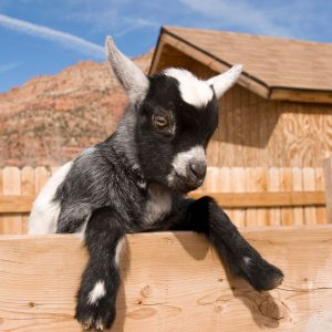 Preparing Your Animals for Breeding Season: photo of a baby goat peering over a fence.