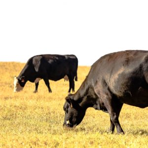 The Benefits of Fall Forage for Your Livestock: photo of two cows grazing in a field