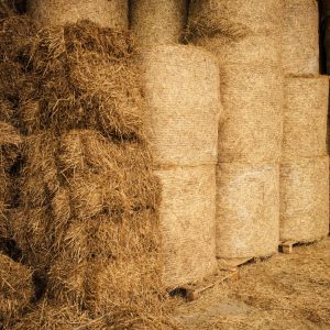 Storing Your Hay Properly For Winter: photo of hay bales stacked and stored.