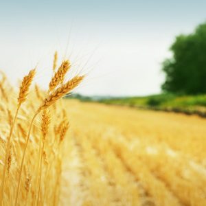 The Benefits of Grain for Livestock: photo of grain field