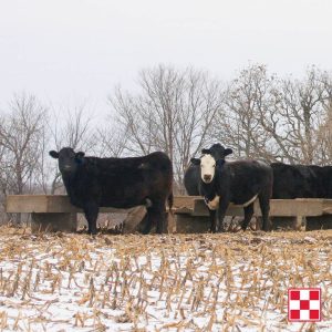 Start Supplementing Your Livestock This December: photo of cattle during winter