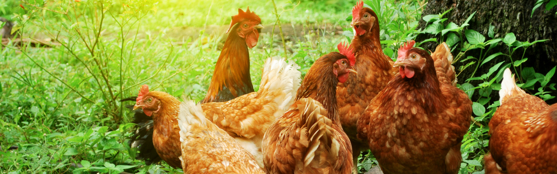 Double Down Deer Feed