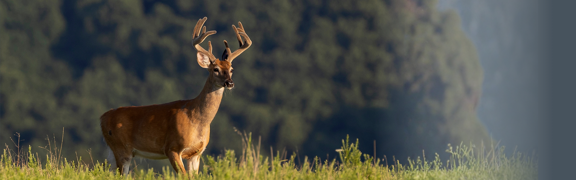 Double Down Deer Feed